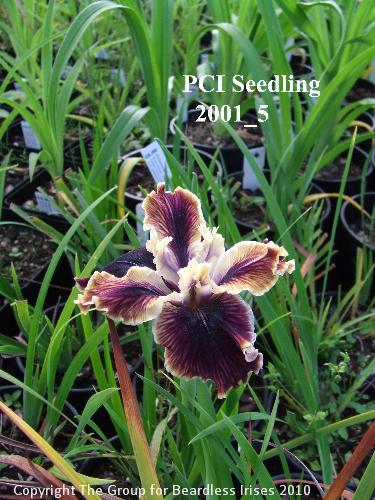 PCI Seedling 2001_5 (2)